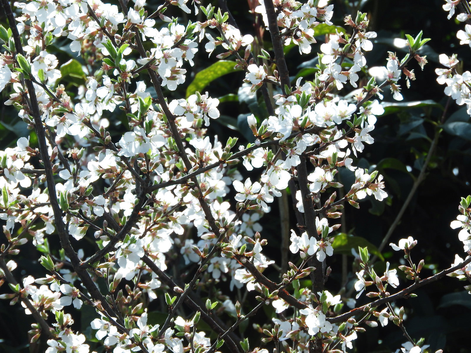 枝に密集して咲くユスラウメの小さな白い5弁の花
