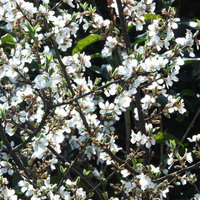 春に白い花をたくさん咲かせるユスラウメの枝の写真