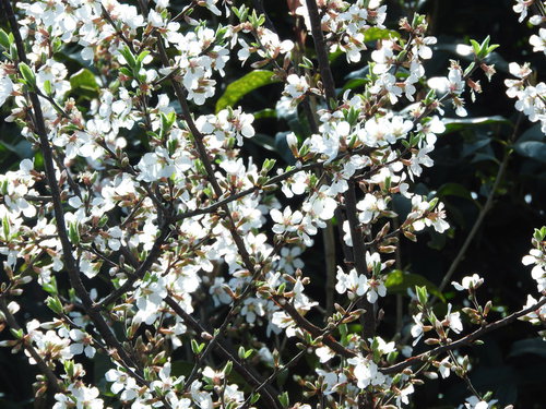 春に白い花をたくさん咲かせるユスラウメの枝