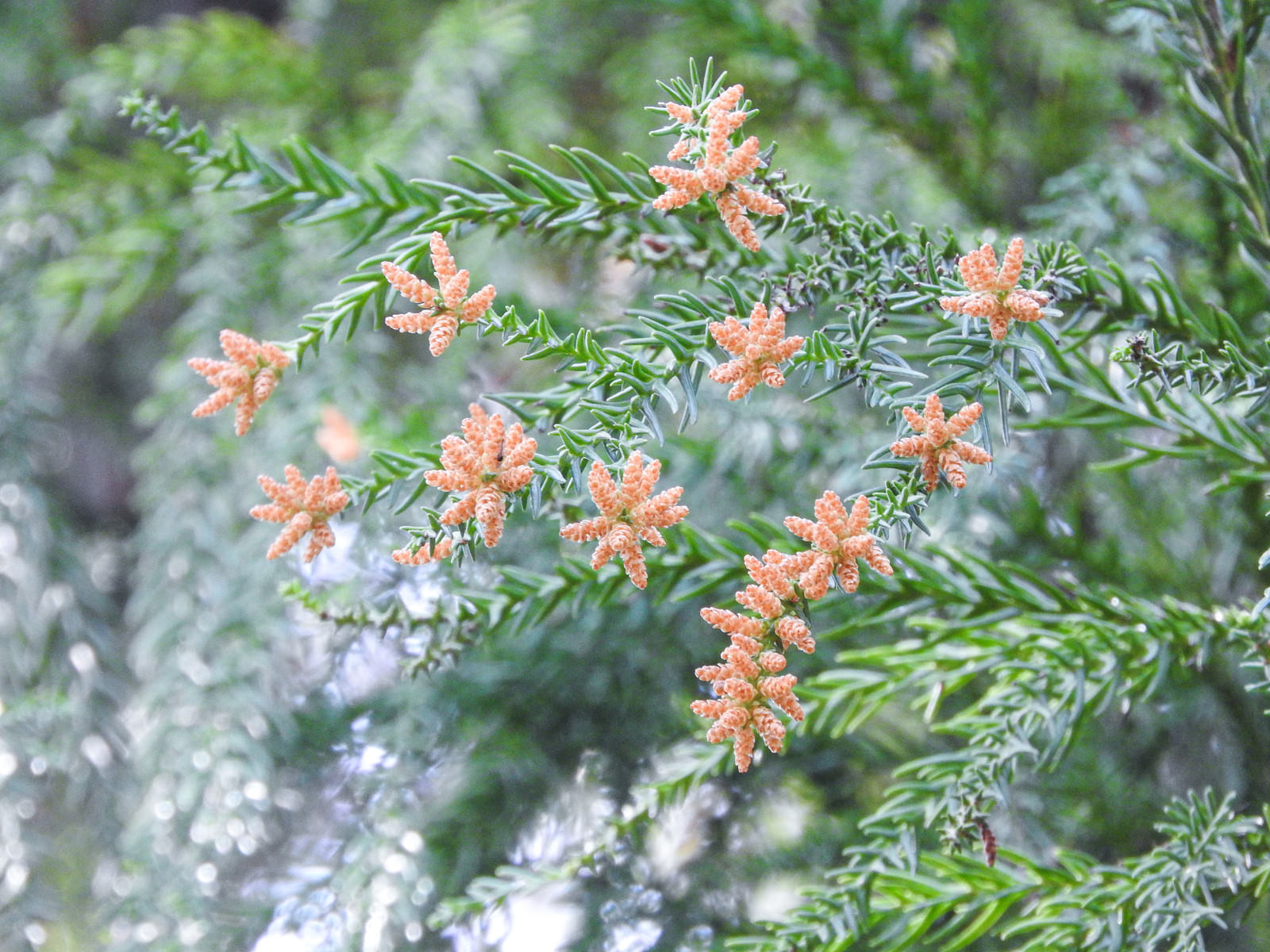 緑の針葉に小さなオレンジ色の雄花が密集して付いているスギの枝