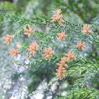 スギの雄花が花粉を放出する春先の枝、常緑針葉樹の花粉症原因植物の写真