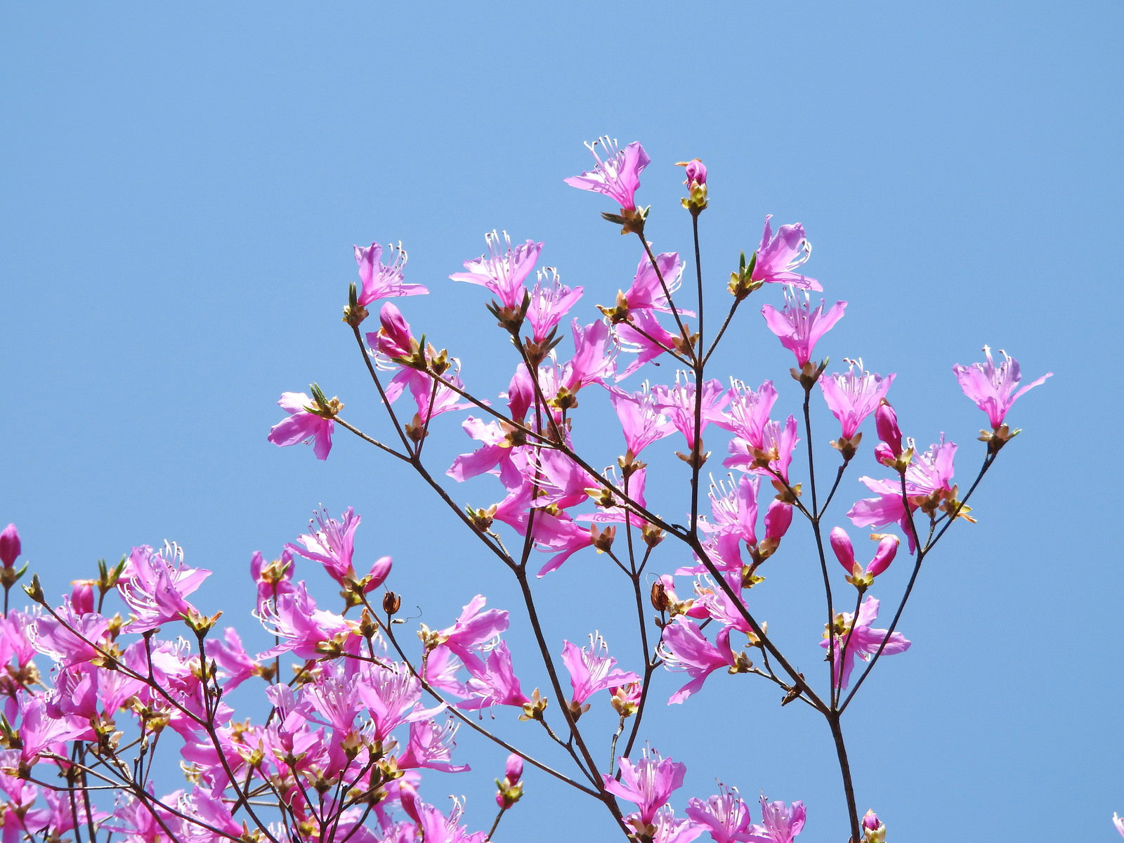 青空を背景に満開に咲くピンク色のツツジの花と枝