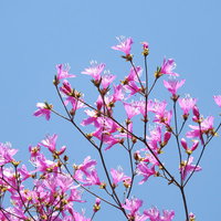 青空に映えるコバノミツバツツジの満開の花の写真