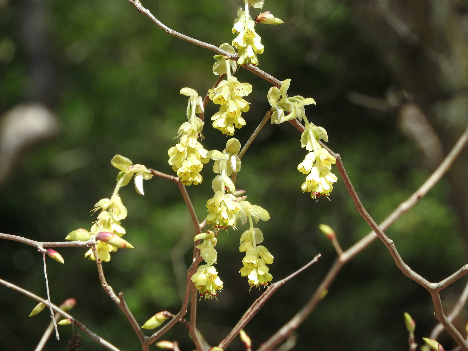 枝に房状に咲く黄色いトサミズキの花