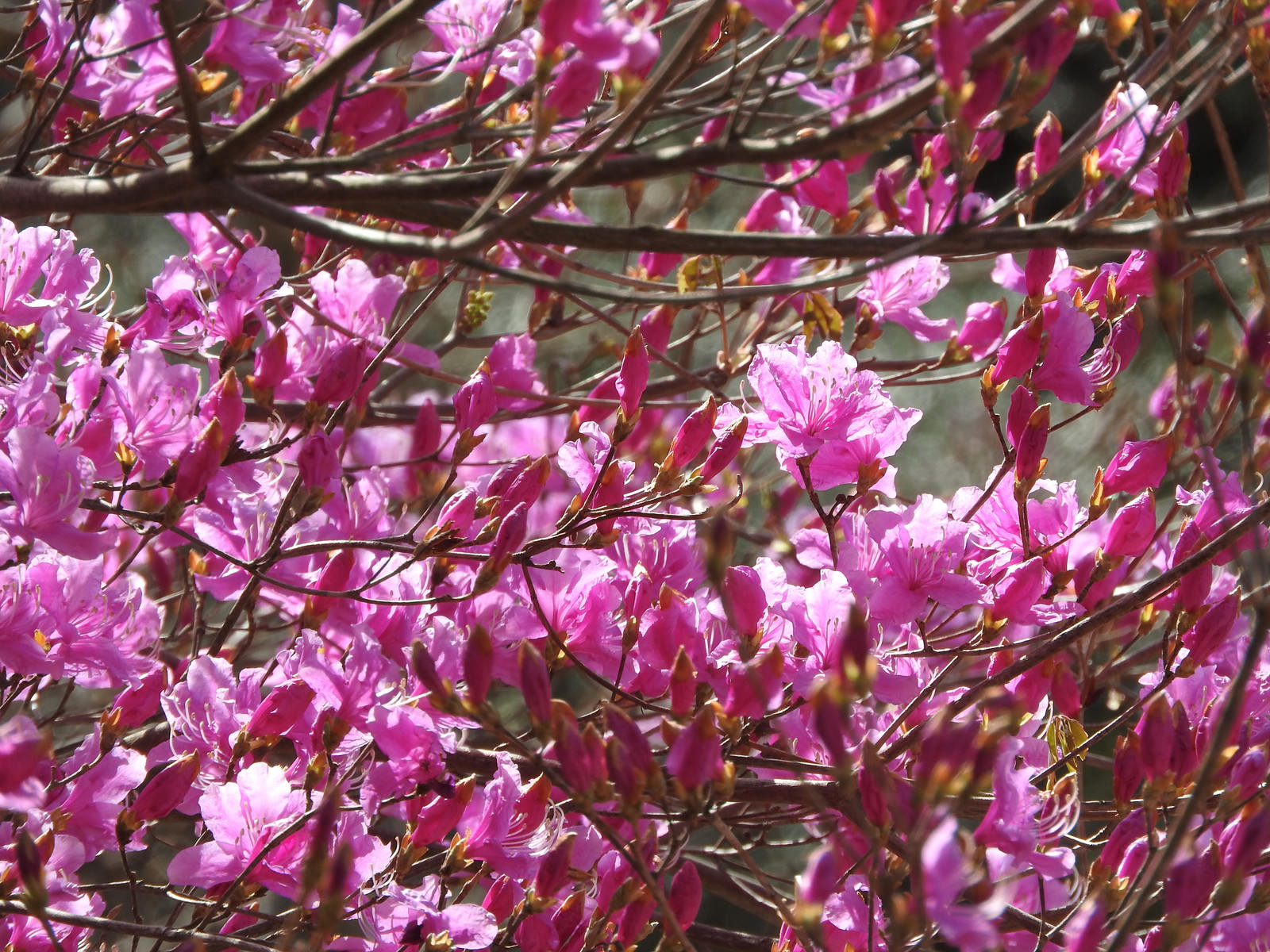 満開に咲くピンク色のコバノミツバツツジの花