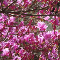 春の庭に満開で開花するコバノミツバツツジの写真