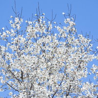 青空に満開のコブシの白い花の写真