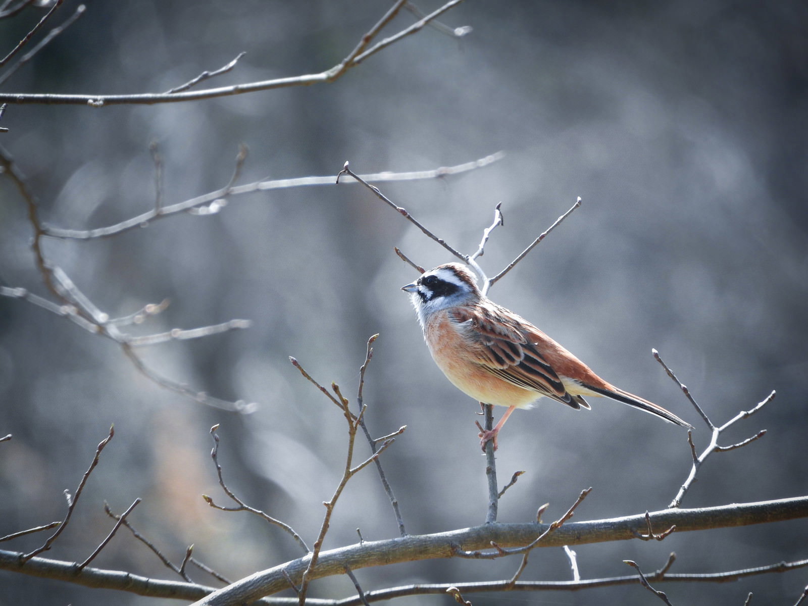 A bunting photographed from the side as it perches on a thin branch
