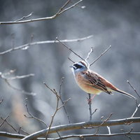 枝にとまるホオジロの野鳥写真の写真