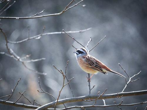 枝にとまるホオジロの野鳥写真
