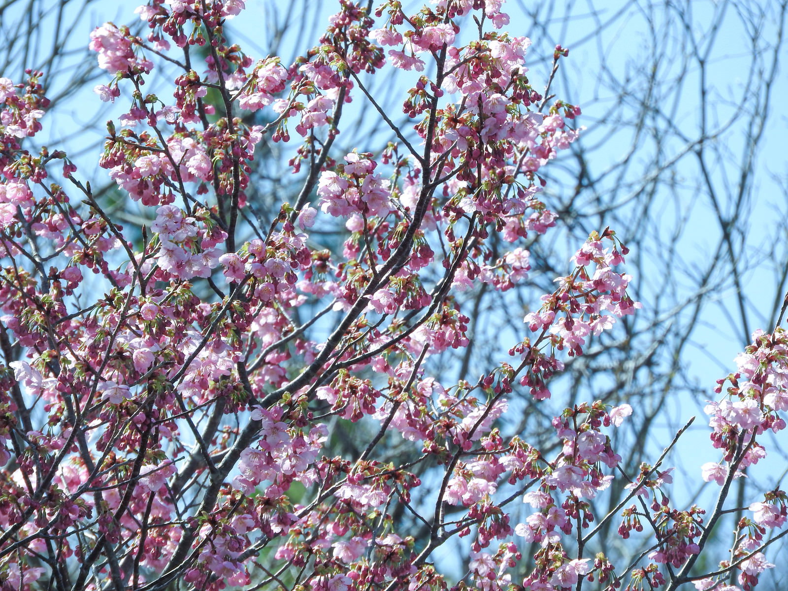青空を背景に咲く淡いピンク色の山の八重桜
