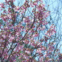 山の八重桜が青空に咲く春の風景の写真