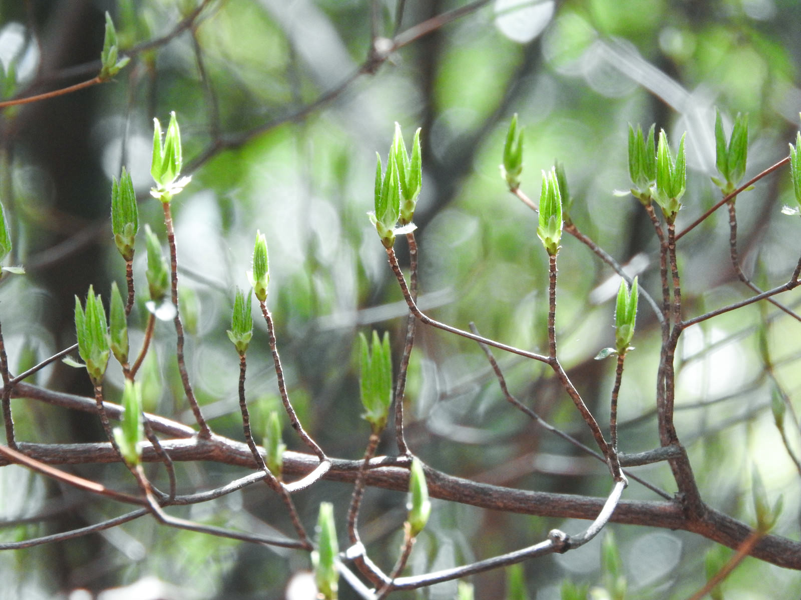細い枝から小さな緑の新芽が芽吹くツツジの植物