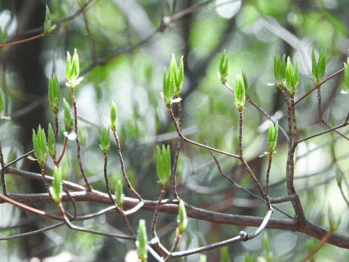 春に芽吹くツツジの新芽と枝、若々しく展開する葉
