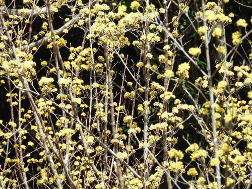 早春に枝いっぱいに咲くサンシュユの黄色い花