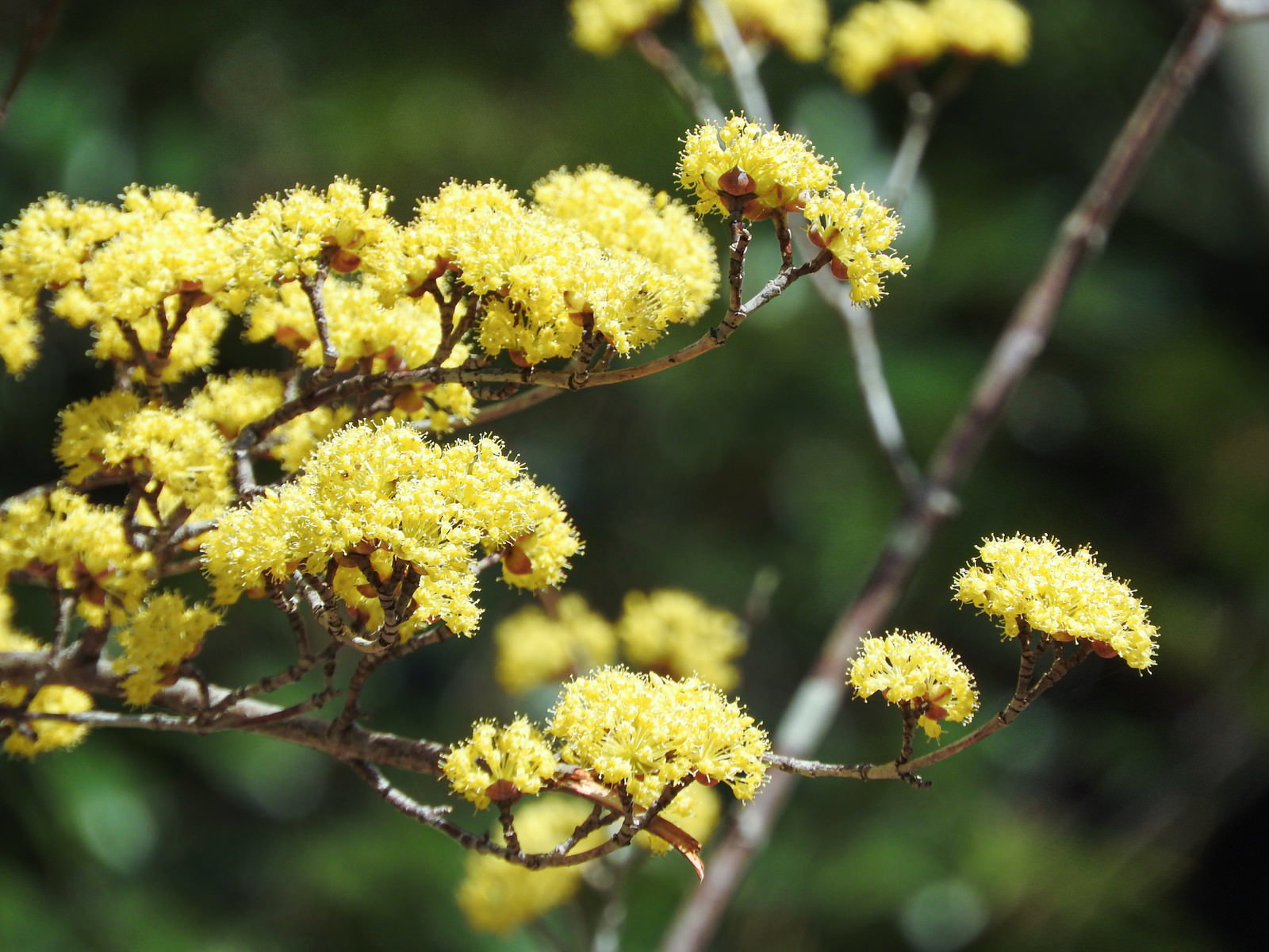 黄色い小さな花を密集して咲かせるサンシュユの花