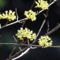 早春に咲く黄色いサンシュユの枝。落葉小高木の花房の写真