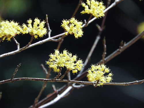 早春に咲く黄色いサンシュユの枝。落葉小高木の花房
