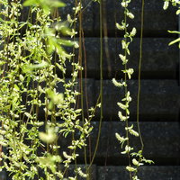 春の新緑に咲く柳の花、垂れ下がった枝と柔らかな陽光の写真