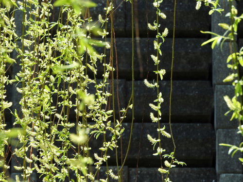 春の新緑に咲く柳の花、垂れ下がった枝と柔らかな陽光