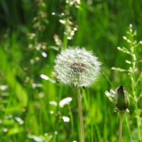緑の草むらに咲くたんぽぽの白い綿毛が風に揺れる春の自然風景の写真