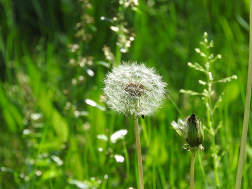 緑の草むらに咲くたんぽぽの白い綿毛が風に揺れる春の自然風景