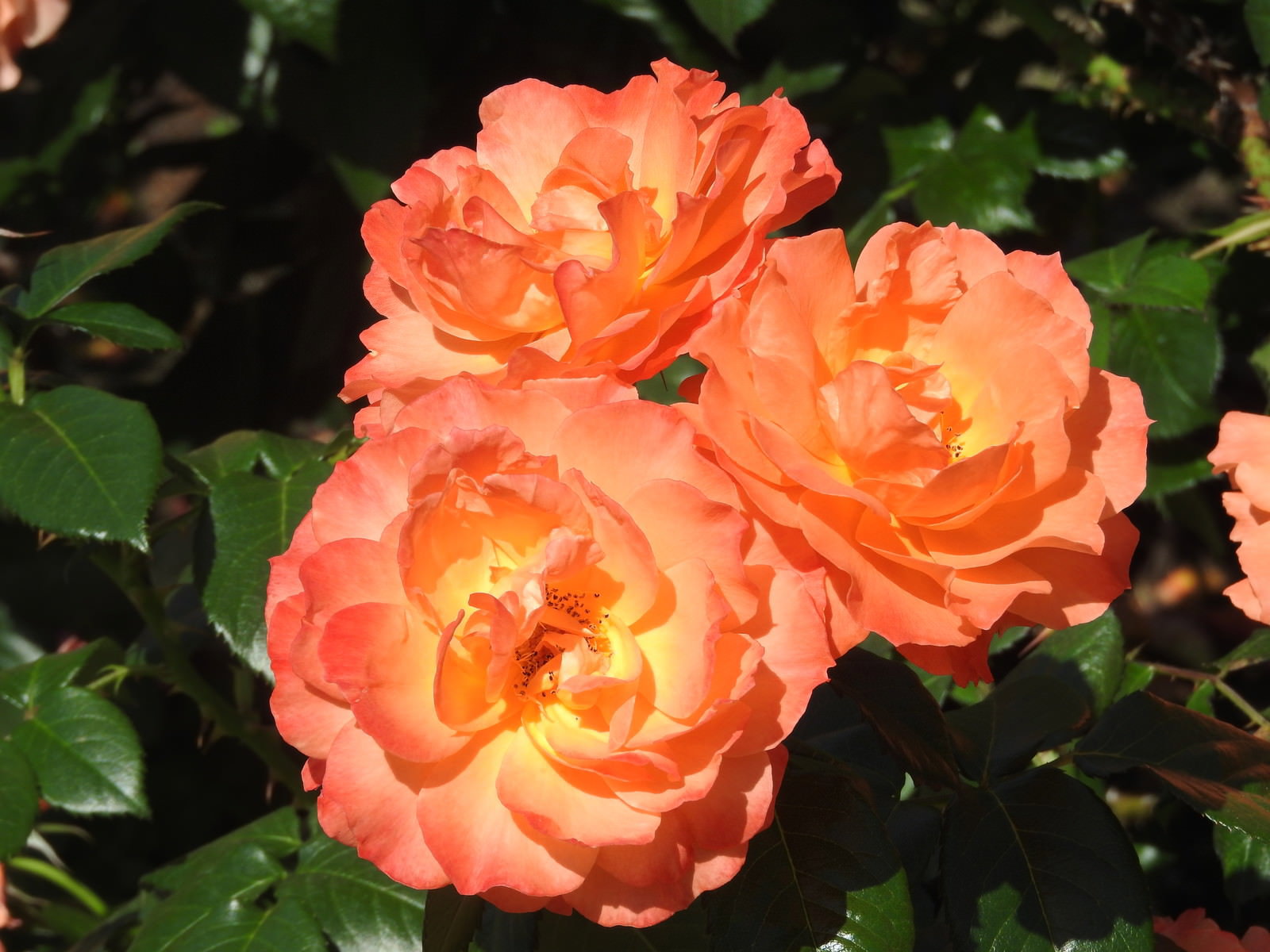 オレンジ色の薔薇が3輪開花した庭園の美しい風景の写真素材 - フリー