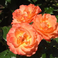 オレンジ色の薔薇が3輪開花した庭園の美しい風景の写真