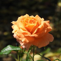 開花したオレンジ色の薔薇が一輪咲く、緑の葉とともにの写真