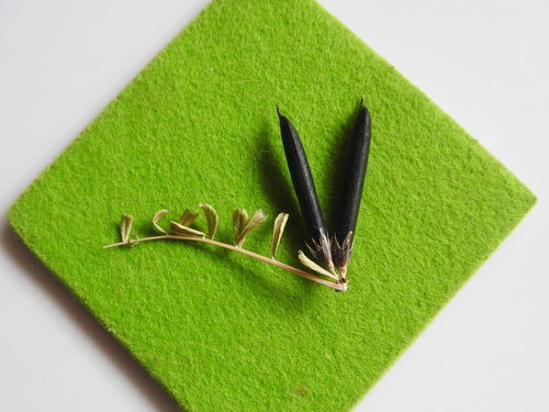 黒く熟したカラスノエンドウの実とヤハズエンドウの豆