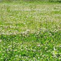 一面に広がるシロツメクサの草原と白い花が咲く春夏の野原風景の写真