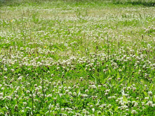一面に広がるシロツメクサの草原と白い花が咲く春夏の野原風景