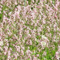 一面に咲く白いシロバナマンテマの花畑、春から初夏の野草群生の写真