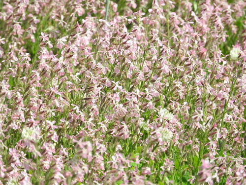 一面に咲く白いシロバナマンテマの花畑、春から初夏の野草群生