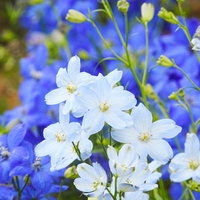 青と白に広がるデルフィニウムの花びらと繊細な花姿の写真