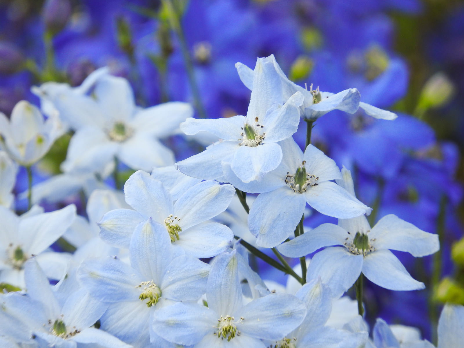青紫と白の小さな花が縦に連なって咲くデルフィニウム