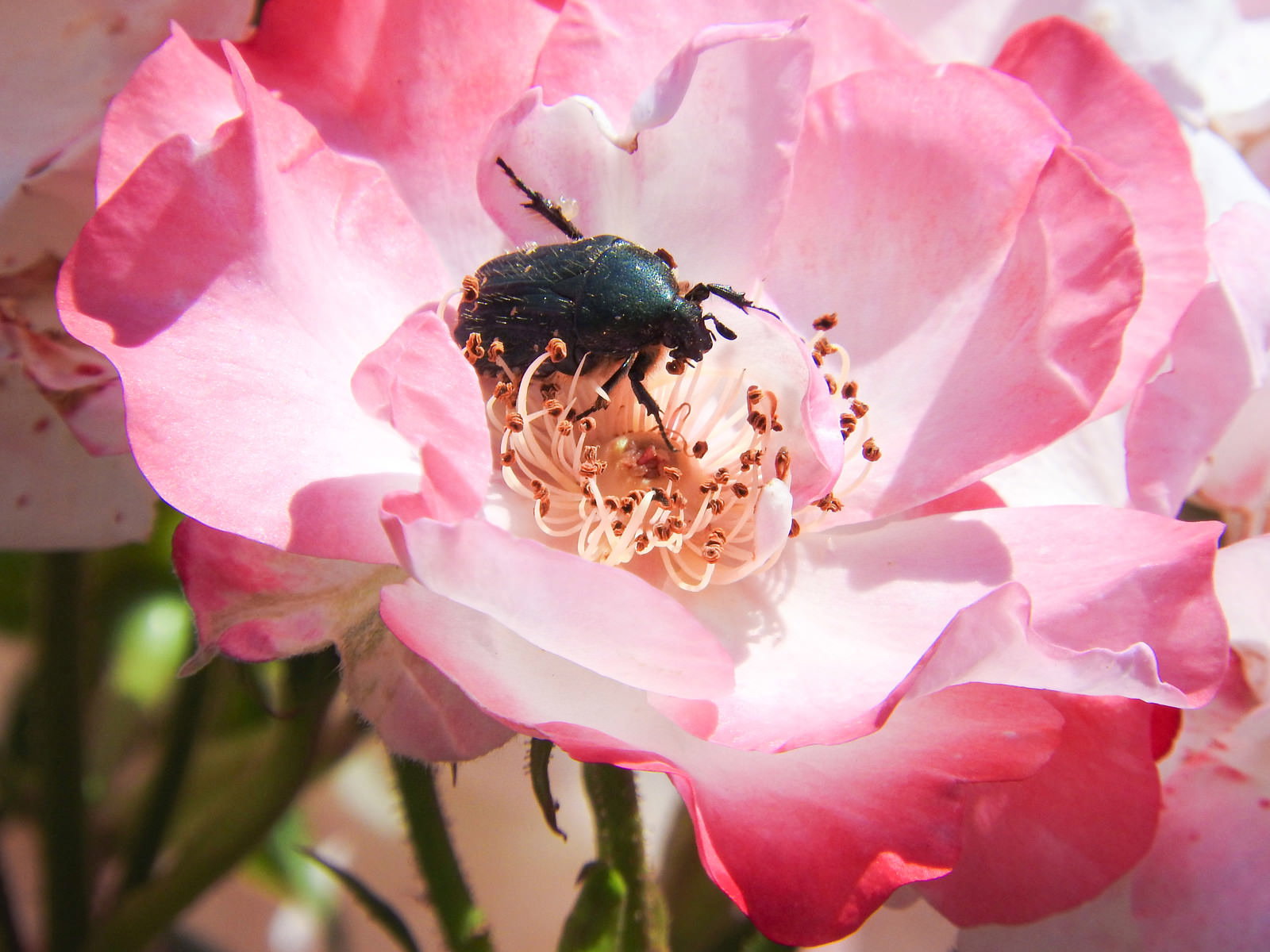 バラの花の中心で蜜を吸うハナムグリ