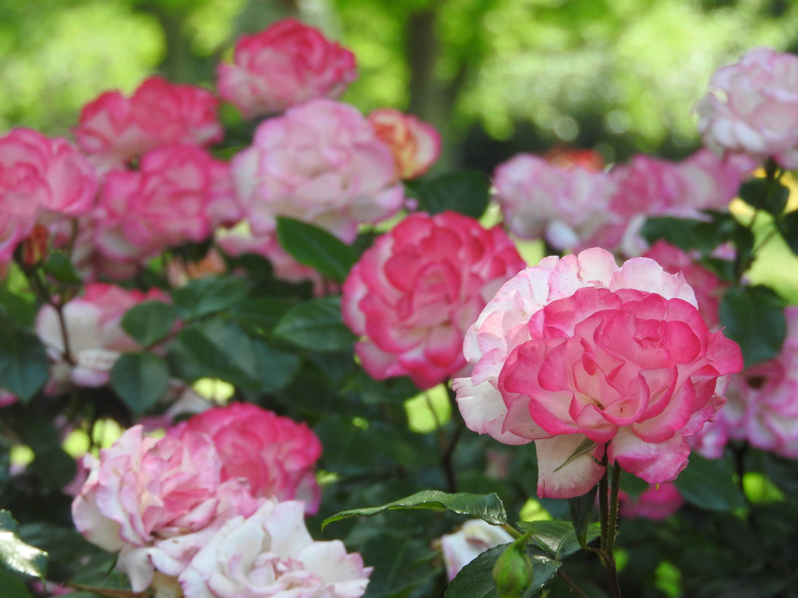 ピンク色の花びらが重なり合って咲くバラの花