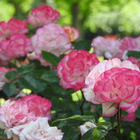 ストロベリーアイスの濃淡ピンク色に咲くバラの写真