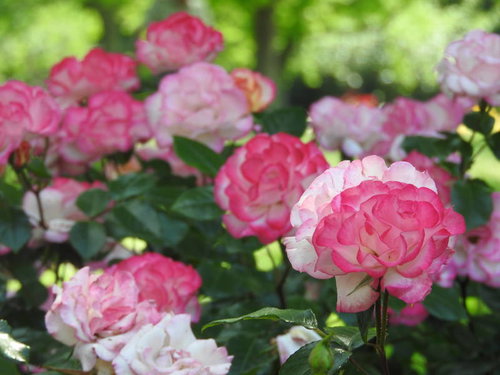 ストロベリーアイスの濃淡ピンク色に咲くバラ