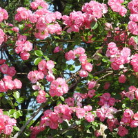 ピンク色の蔓バラが枝に咲き誇る様子を捉えた庭園の写真