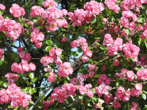 ピンク色の蔓バラが枝に咲き誇る様子を捉えた庭園