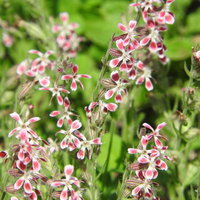 ピンクと白の花を咲かせたすくすくと伸びているマンテマの写真
