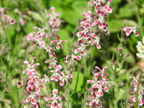 ピンクと白の花を咲かせたすくすくと伸びているマンテマ