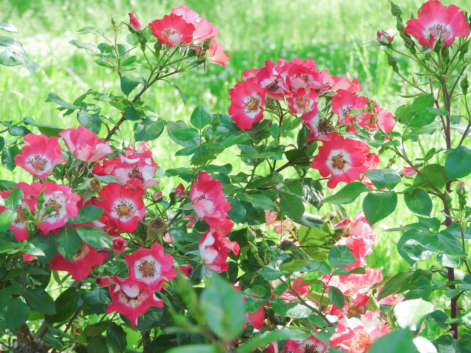 庭に咲く鮮やかな一重の赤い薔薇と緑の葉