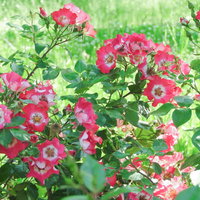 庭に咲く鮮やかな一重の赤い薔薇の花びらと緑の葉の写真