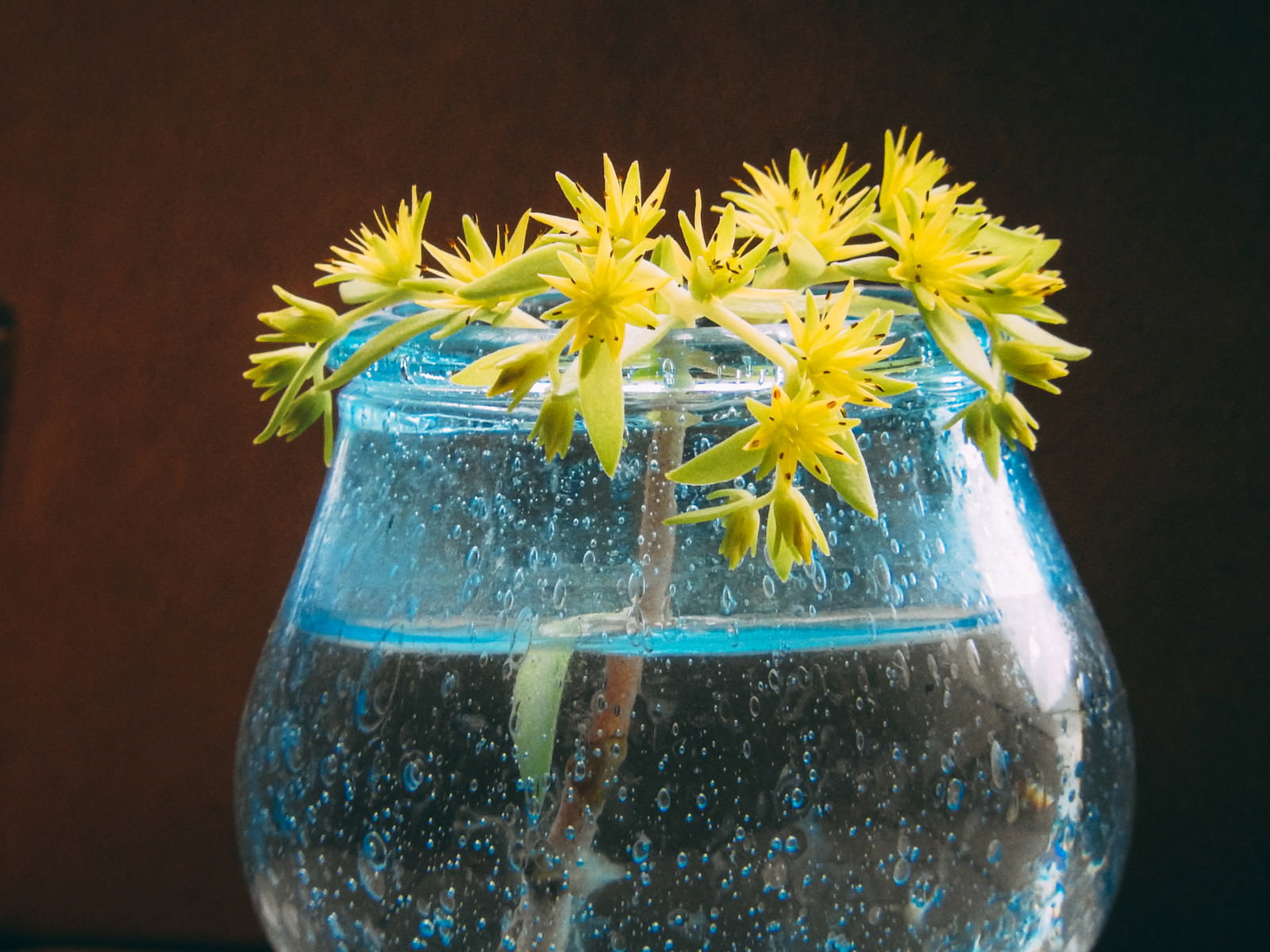 青いガラス鉢の水面から黄色い花を咲かせた万年草が顔を出している様子