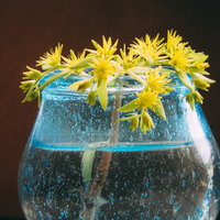 青いガラス製の水上鉢からひょっこり出てきた万年草（セダム）の写真