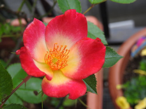 力強く咲く赤い蔓バラ（カクテル）