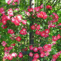 円を作るように咲き誇る蔓バラ（ドルトムント）の写真